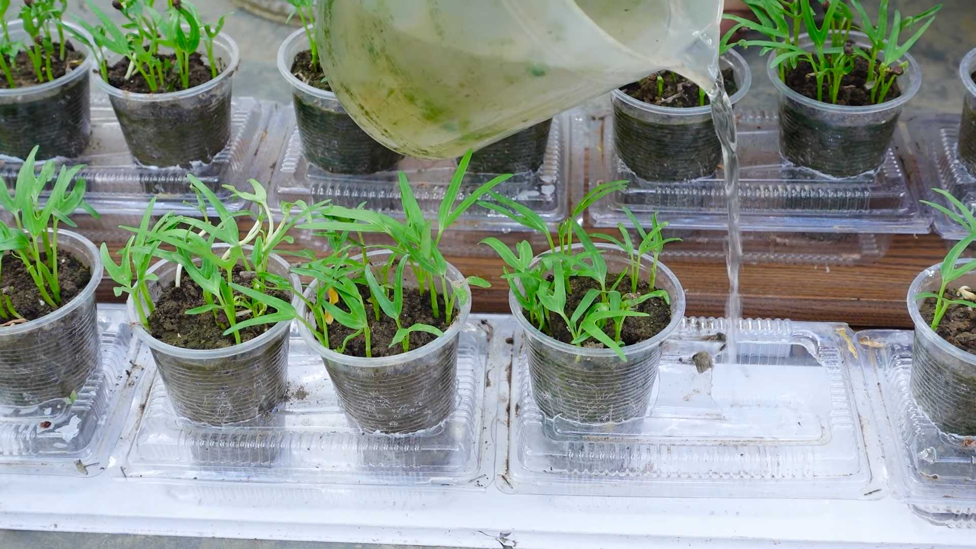 Wasserspinat anbauen ohne Garten