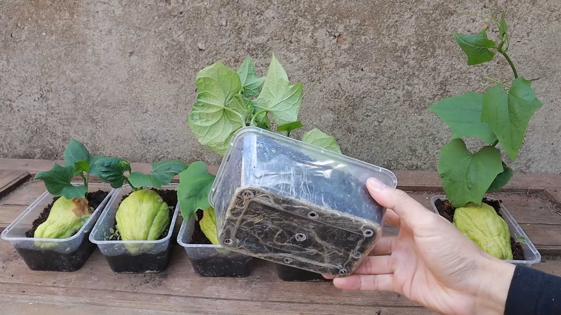 Chayote Anbau zu Hause