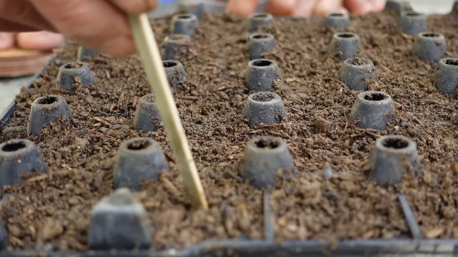 Napa Kohl im Garten anbauen