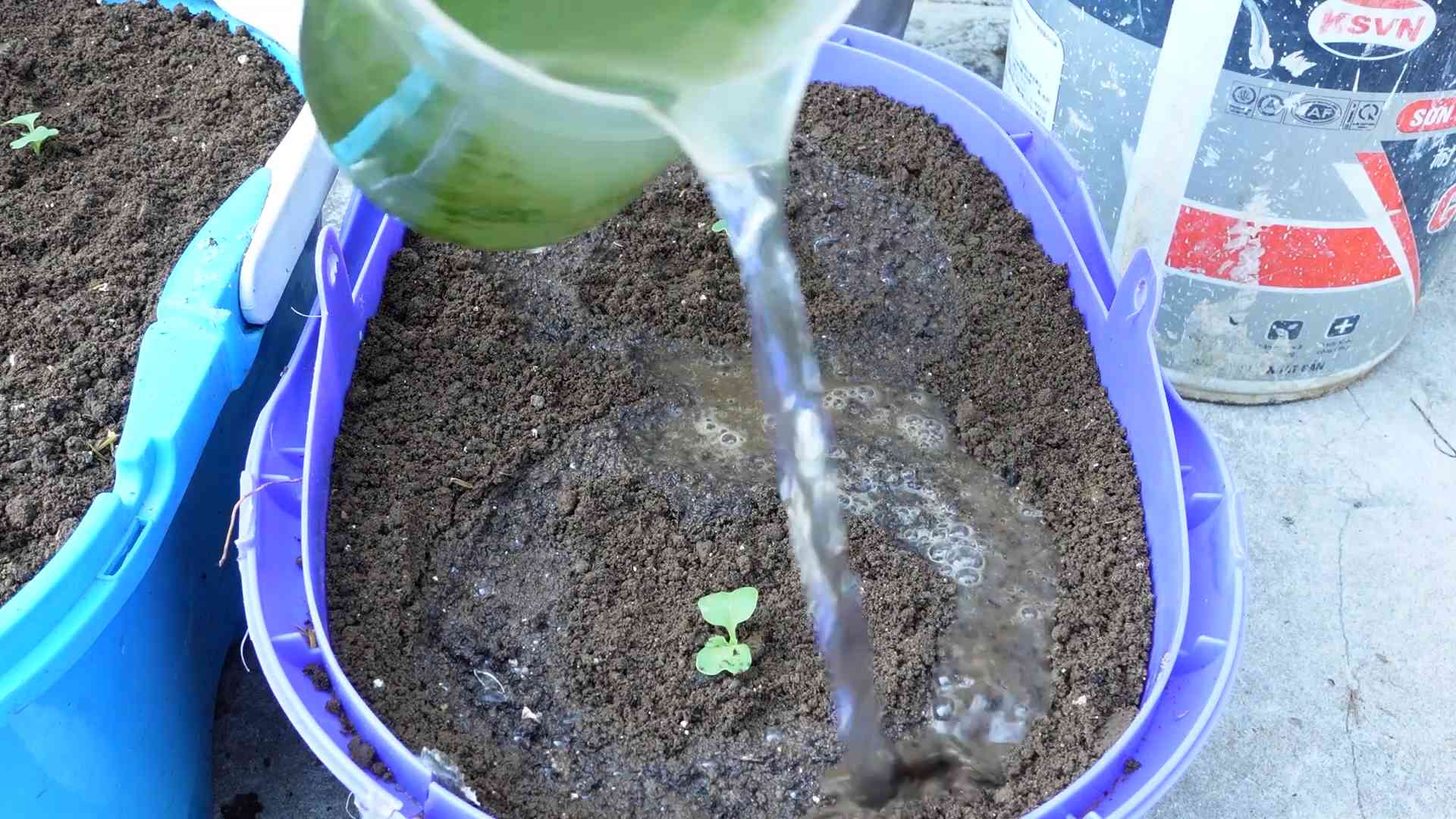 Kohl Anbauen Einfache Anleitung