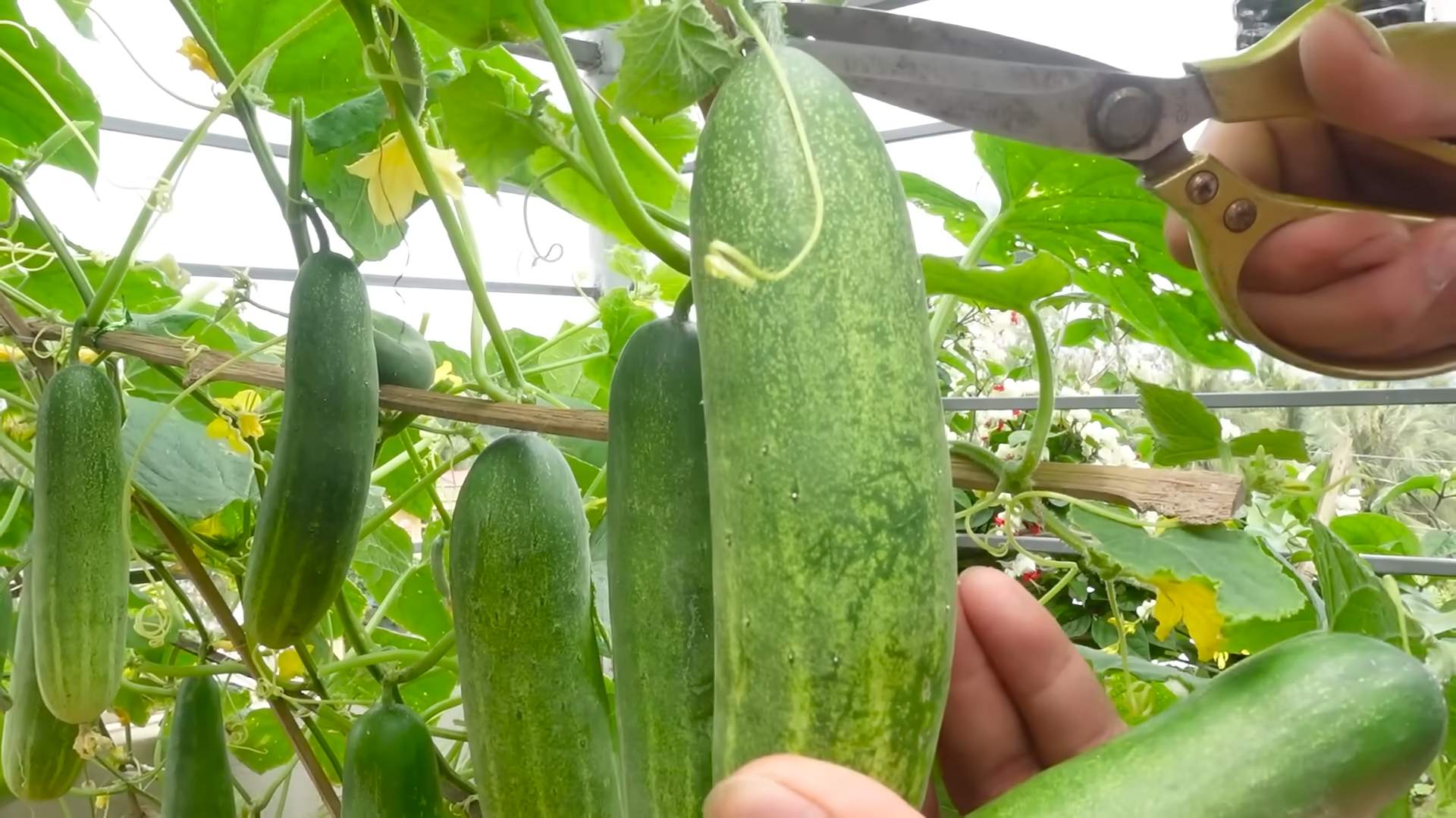 Gurkenanbau für reiche Ernte