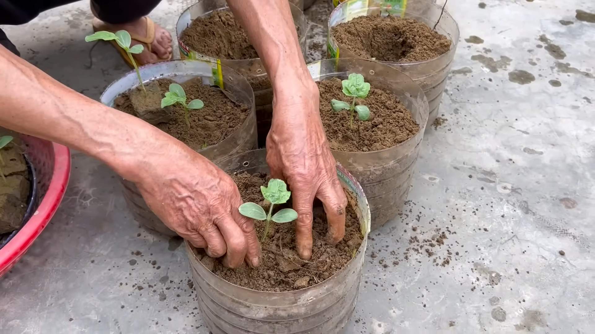 Wassermelone anbauen ohne Kosten