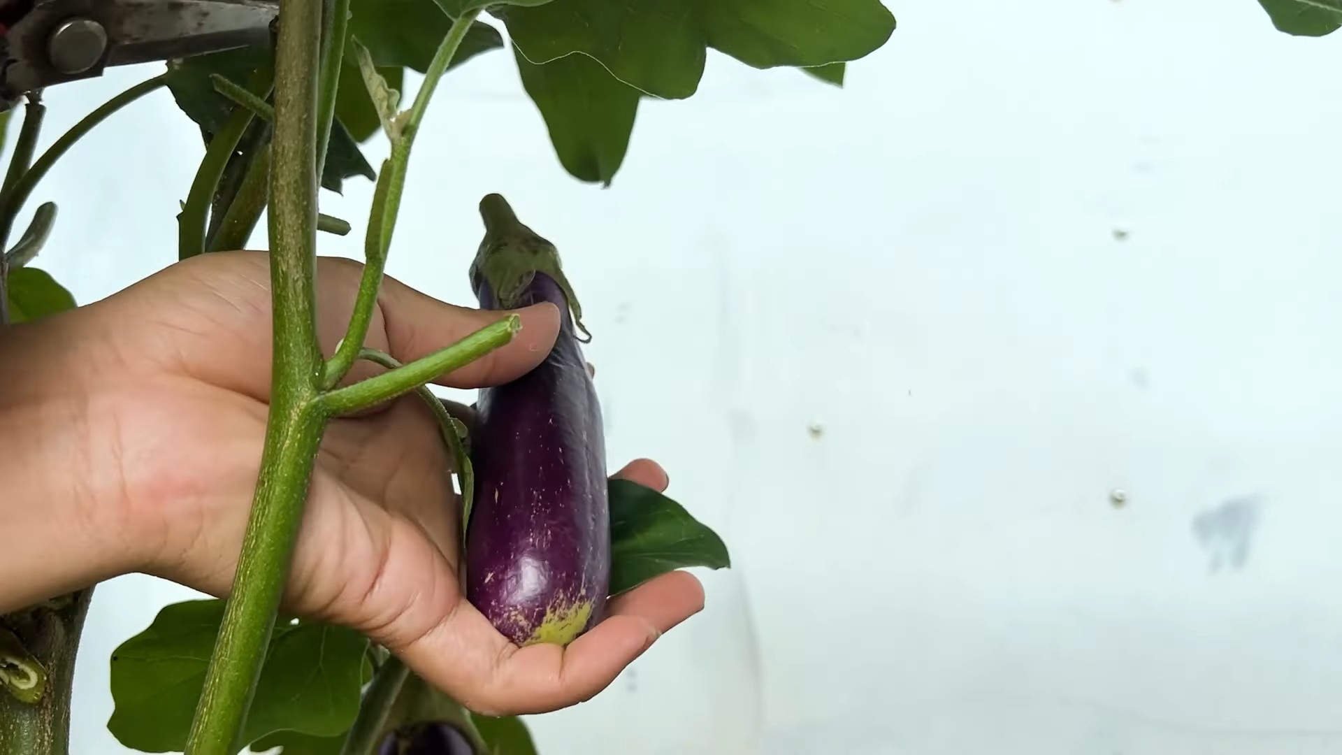 Auberginen Ernte Plastikflaschen