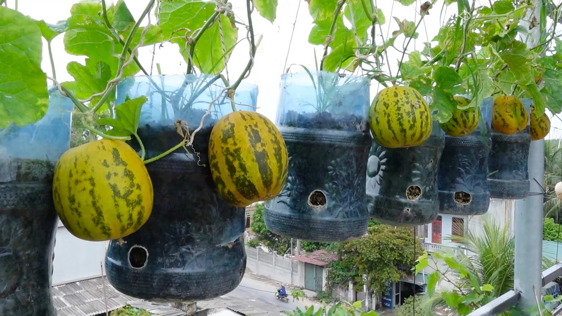 Melonen anbauen zu Hause