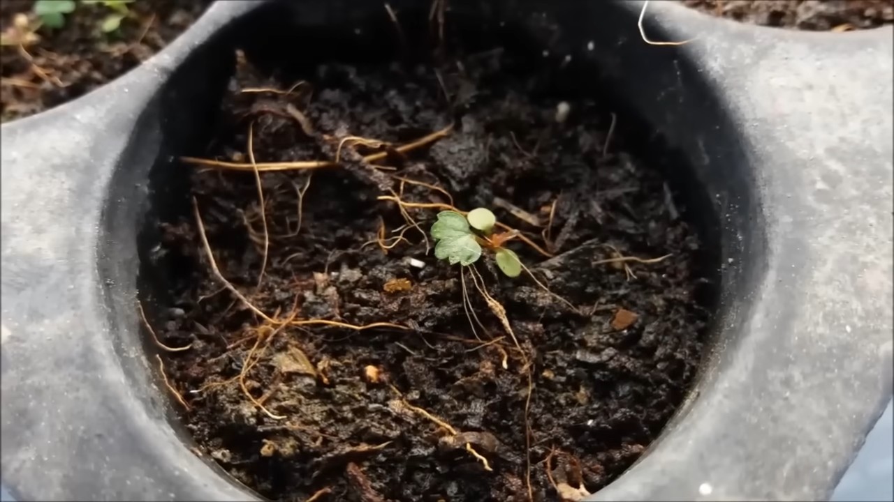 Erdbeeren im Garten anbauen