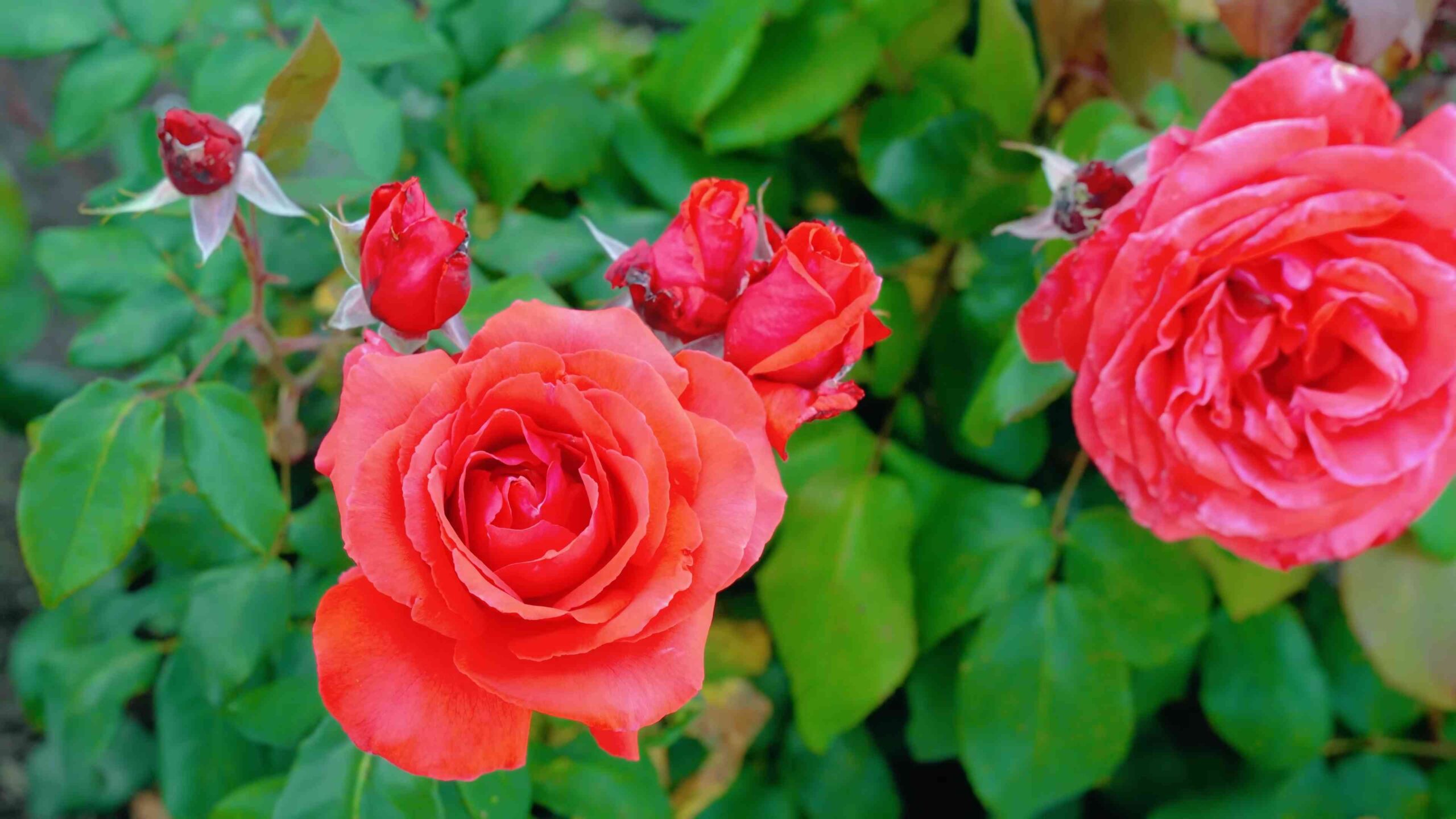 Rosen anbauen: Einfache Anleitung
