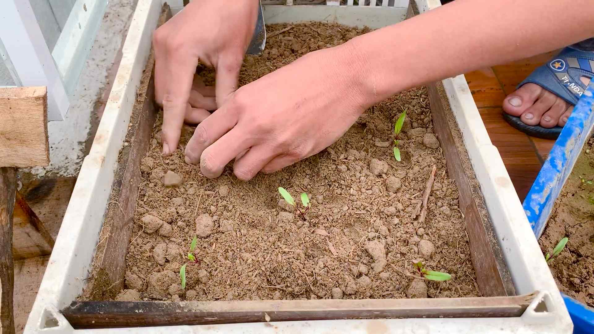 Rote Bete selbst anbauen