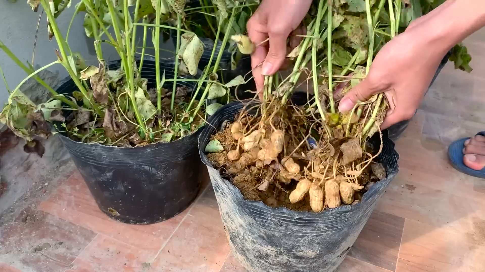 Erdnüsse im Garten anbauen