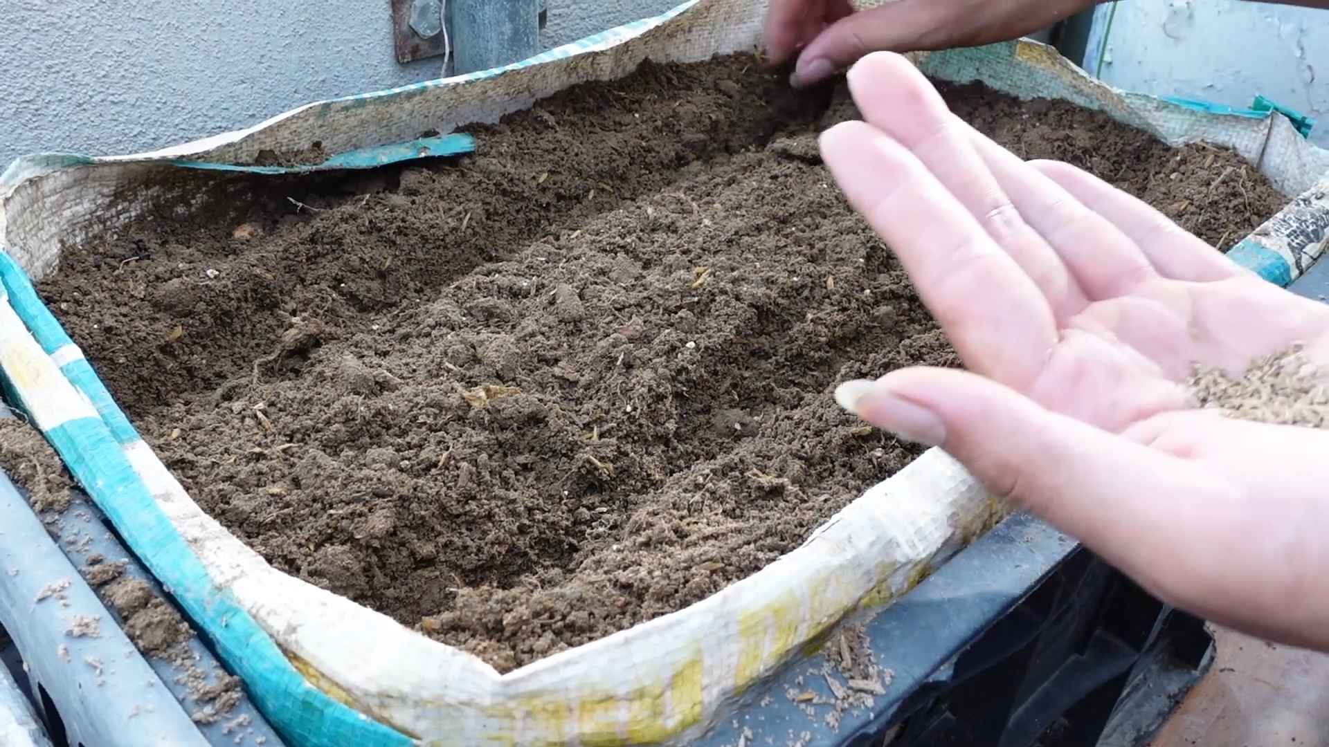 Karotten anbauen im eigenen Garten