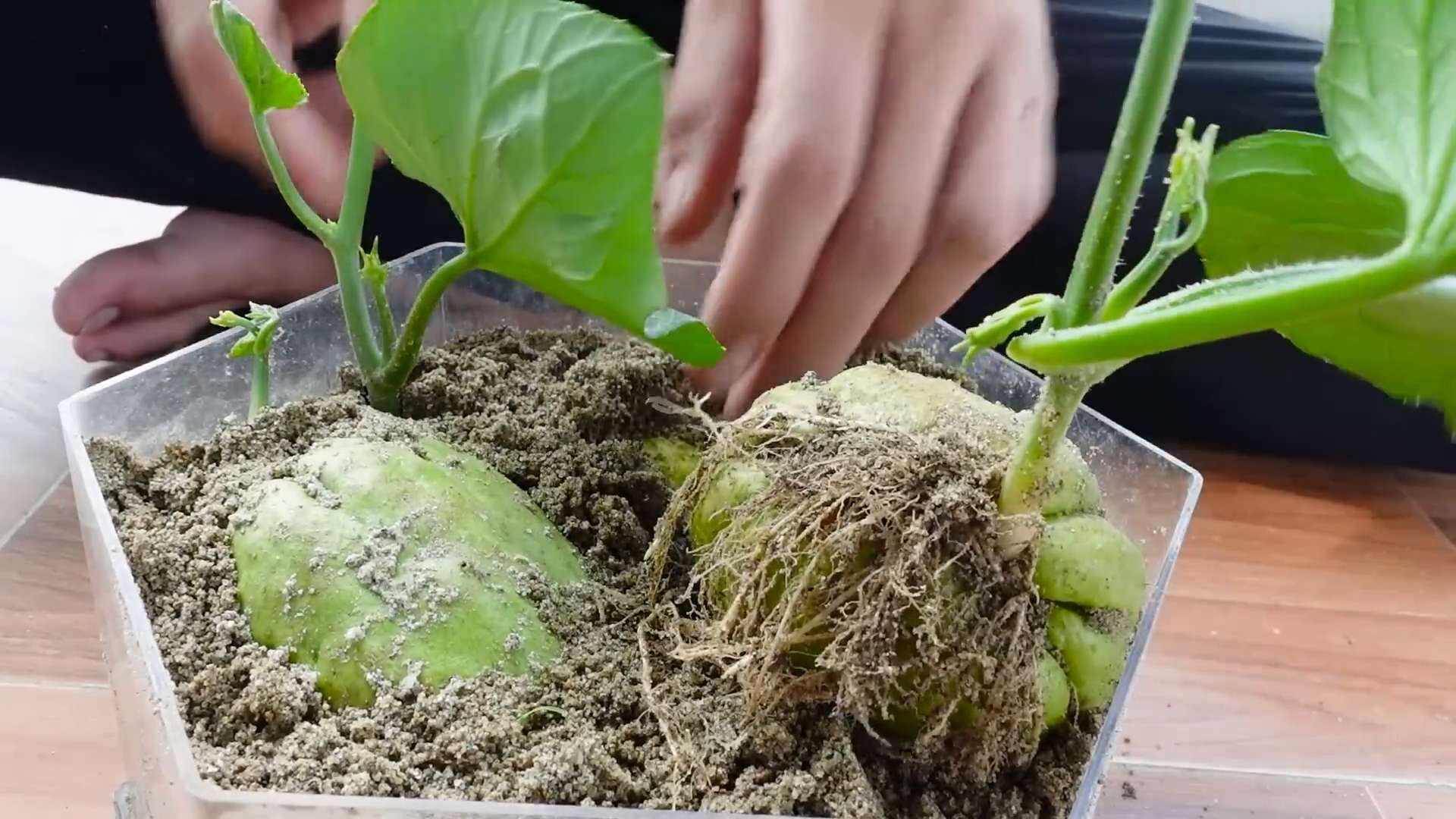 Chayote Anbau im eigenen Garten