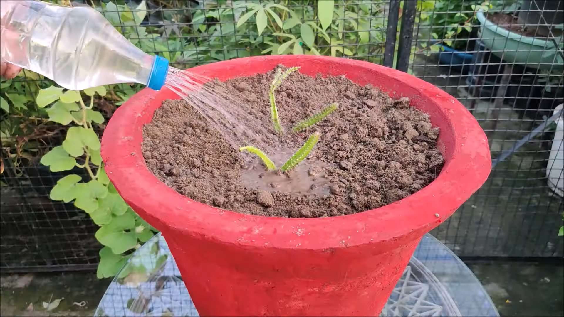 Drachenfrucht Anbau Anleitung