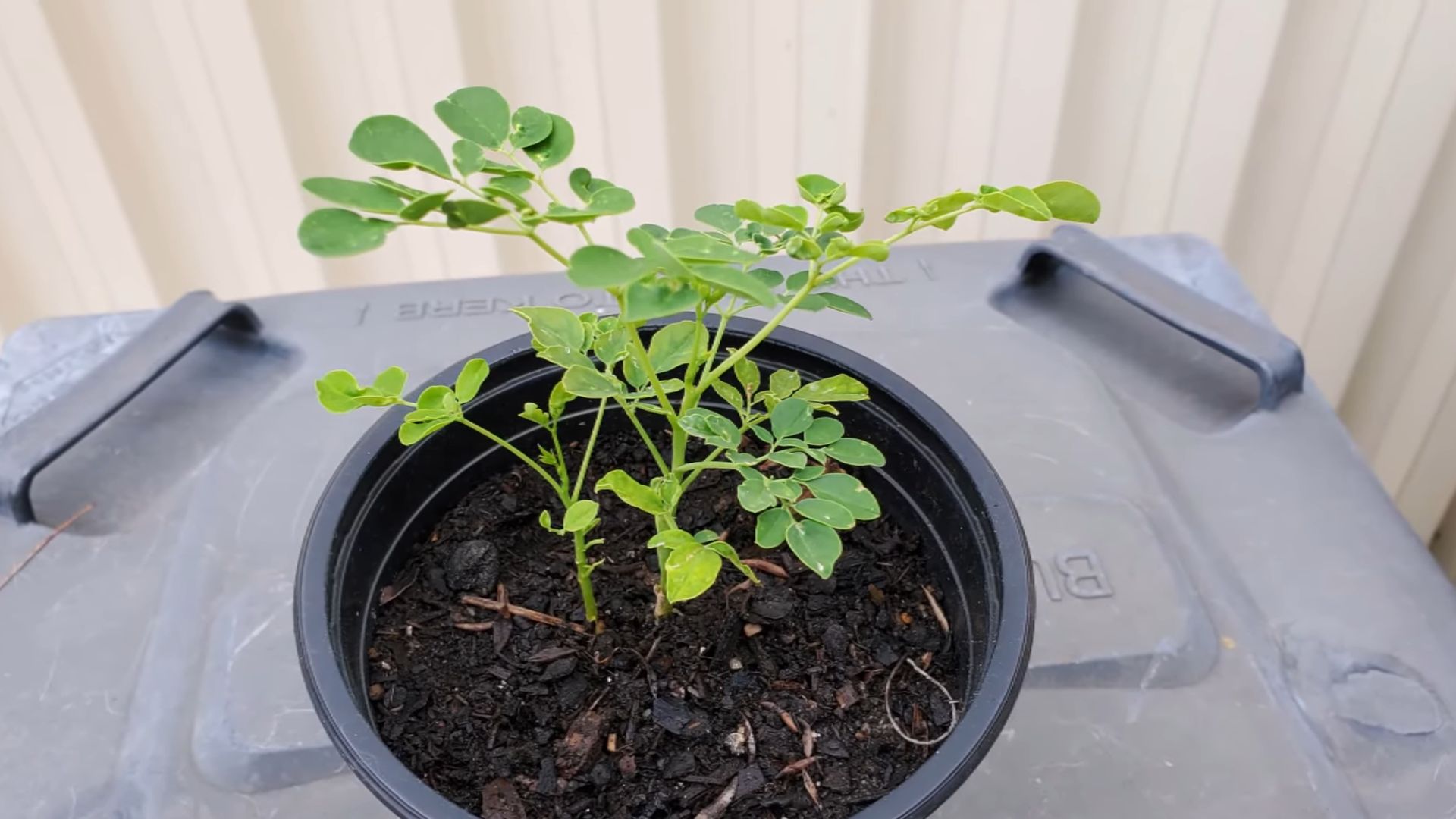 Moringa Blätter pflanzen und pflegen