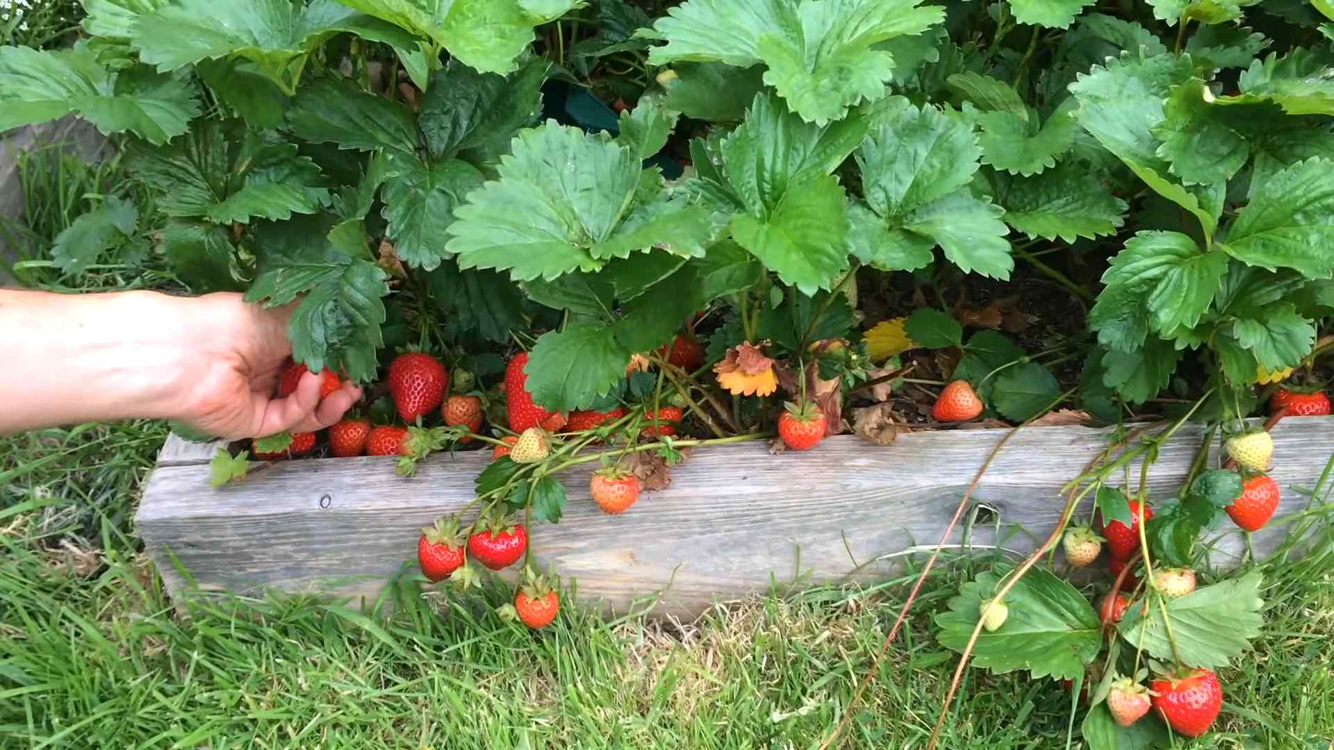 Erdbeeren zu Hause anbauen
