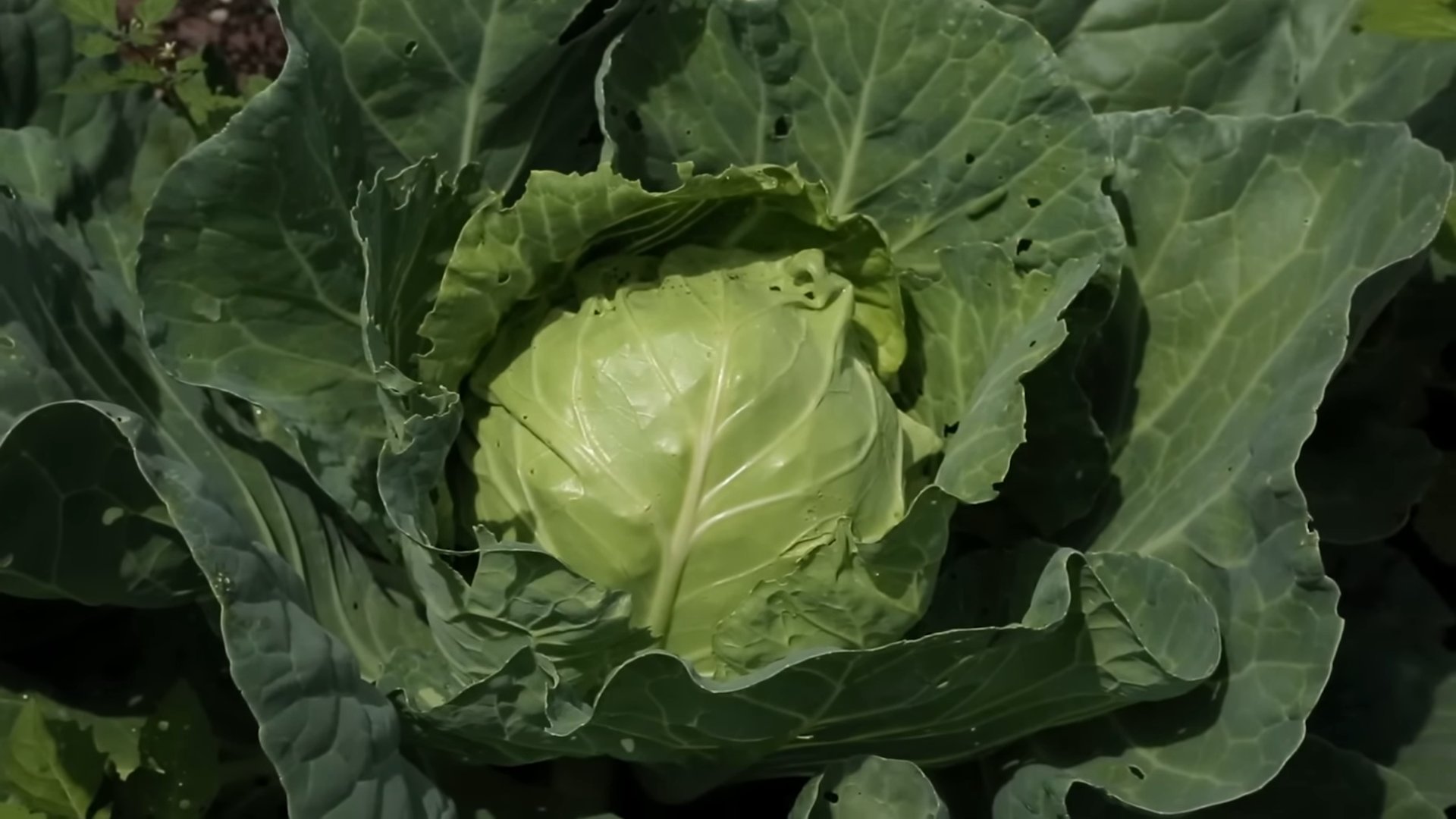 Kohl anbauen: Einfache Anleitung