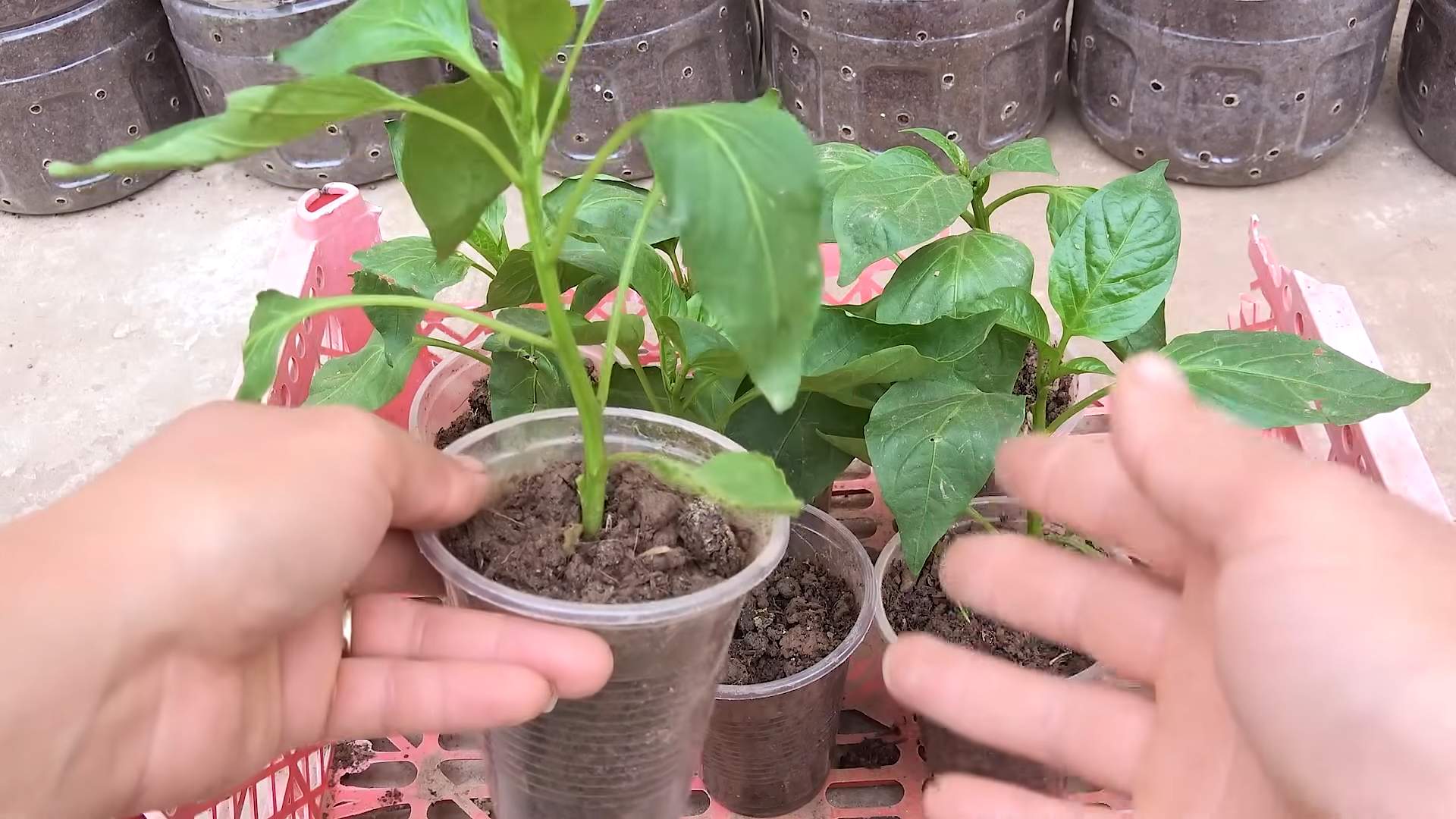 Paprika anbauen für Anfänger