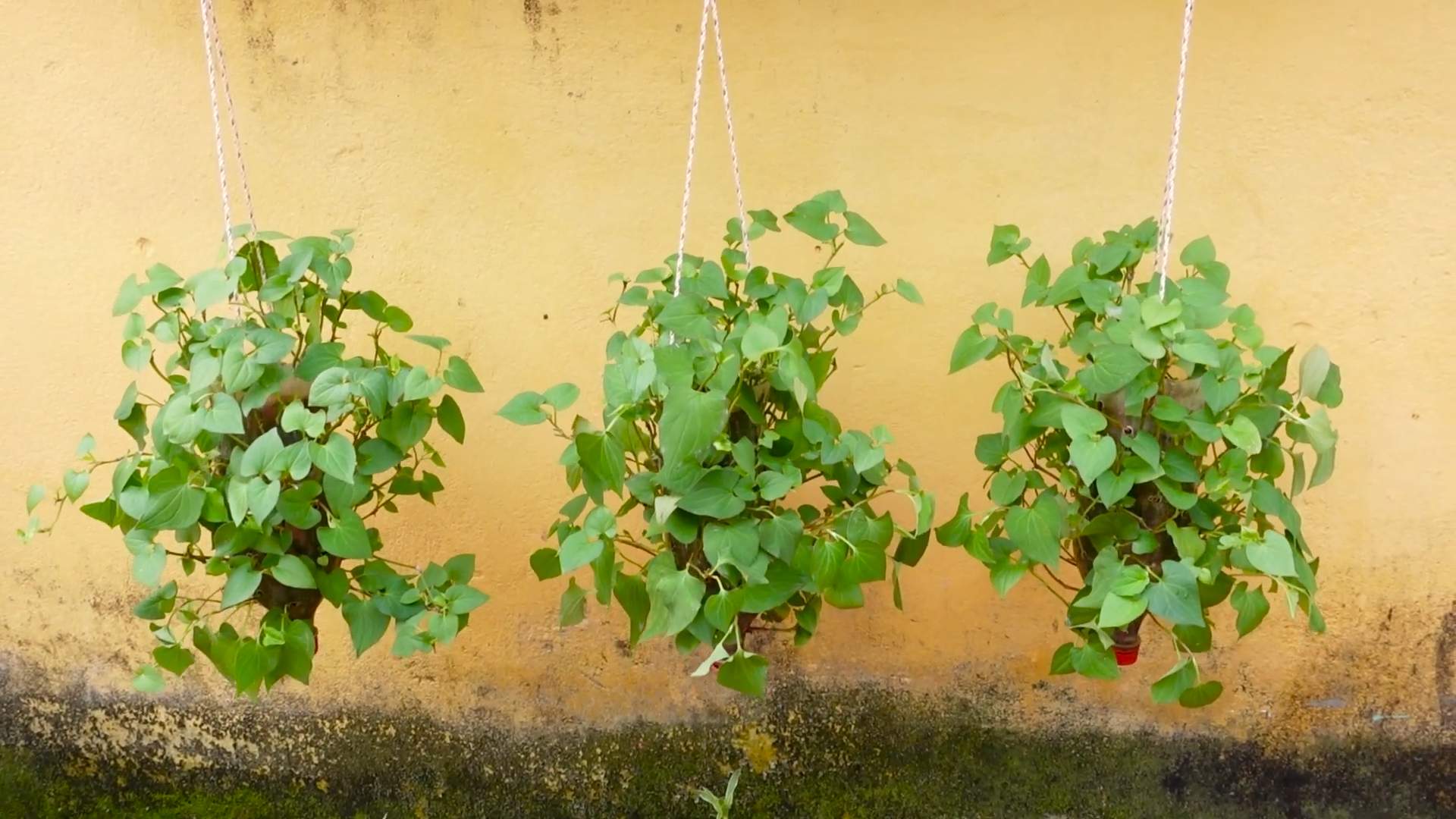 Houttuynia Cordata in Flaschen anbauen