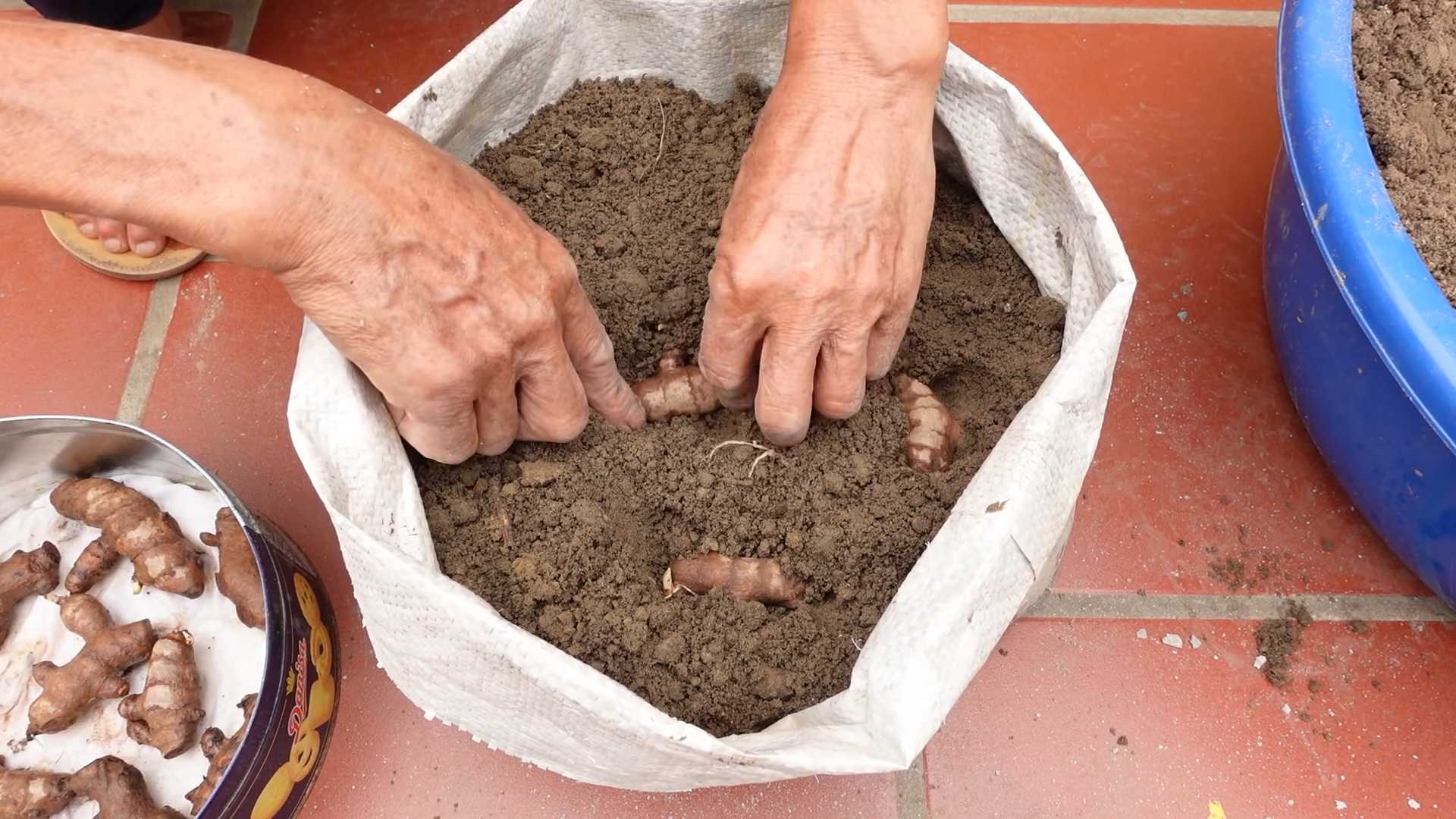 Kurkuma selbst anbauen