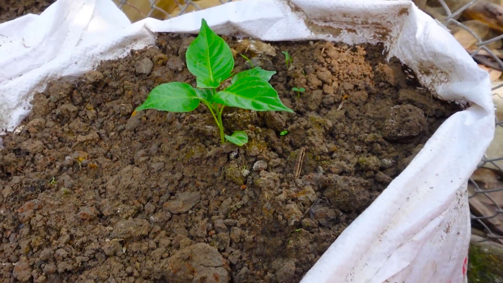 Herzförmige Paprika selber ziehen
