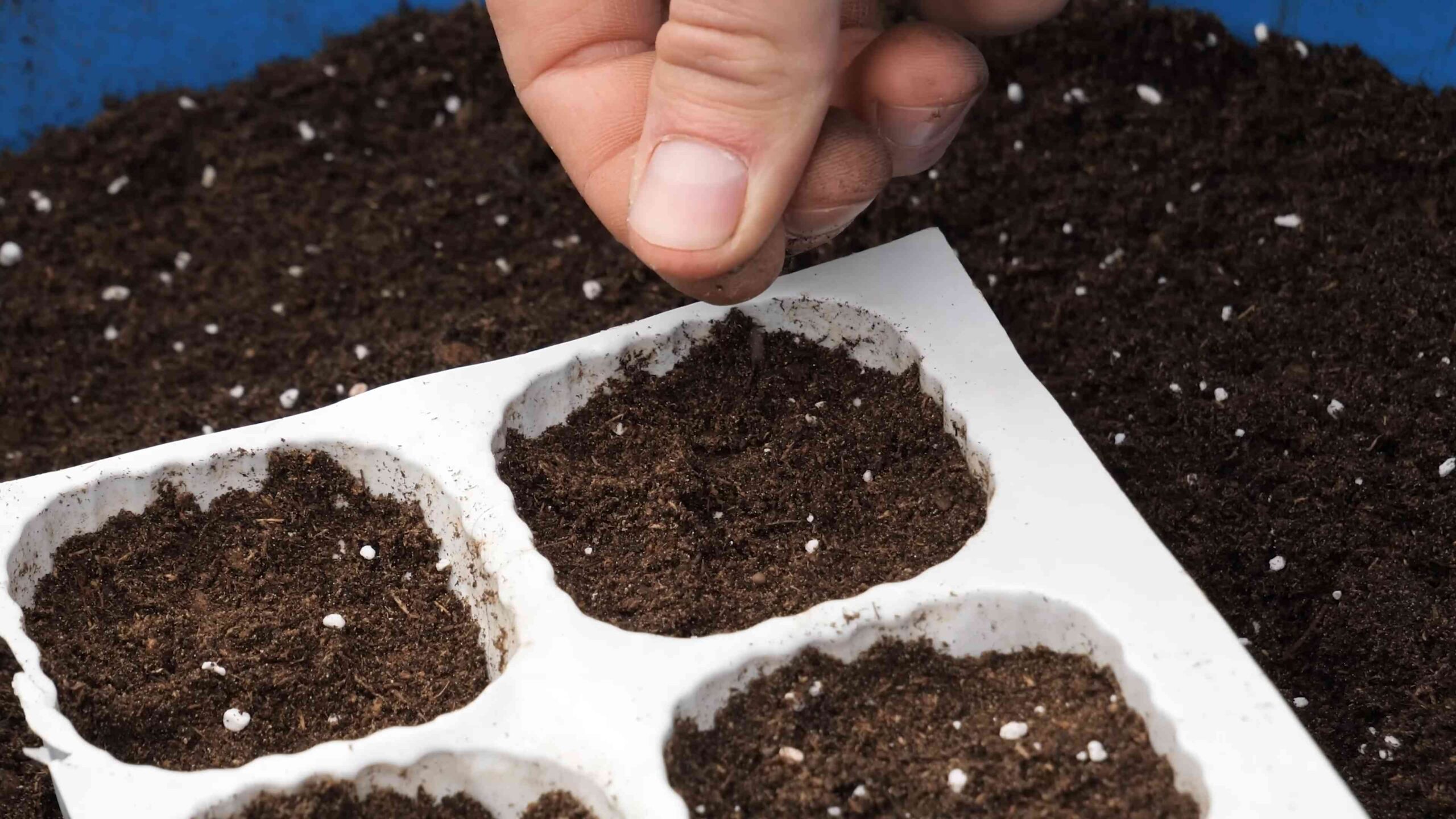 Blumenkohl Anbau Schritt für Schritt