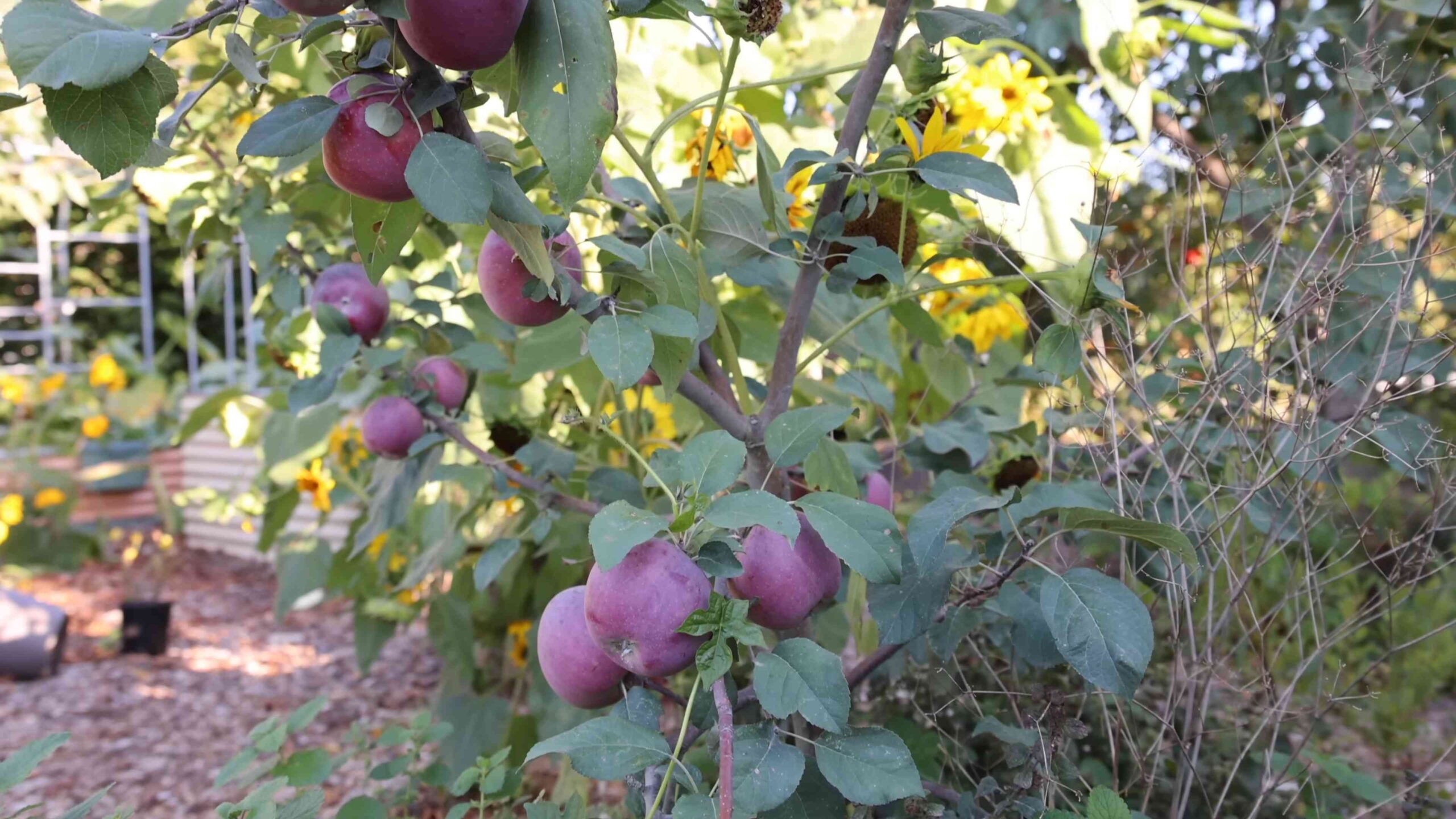 Äpfel im Garten anbauen