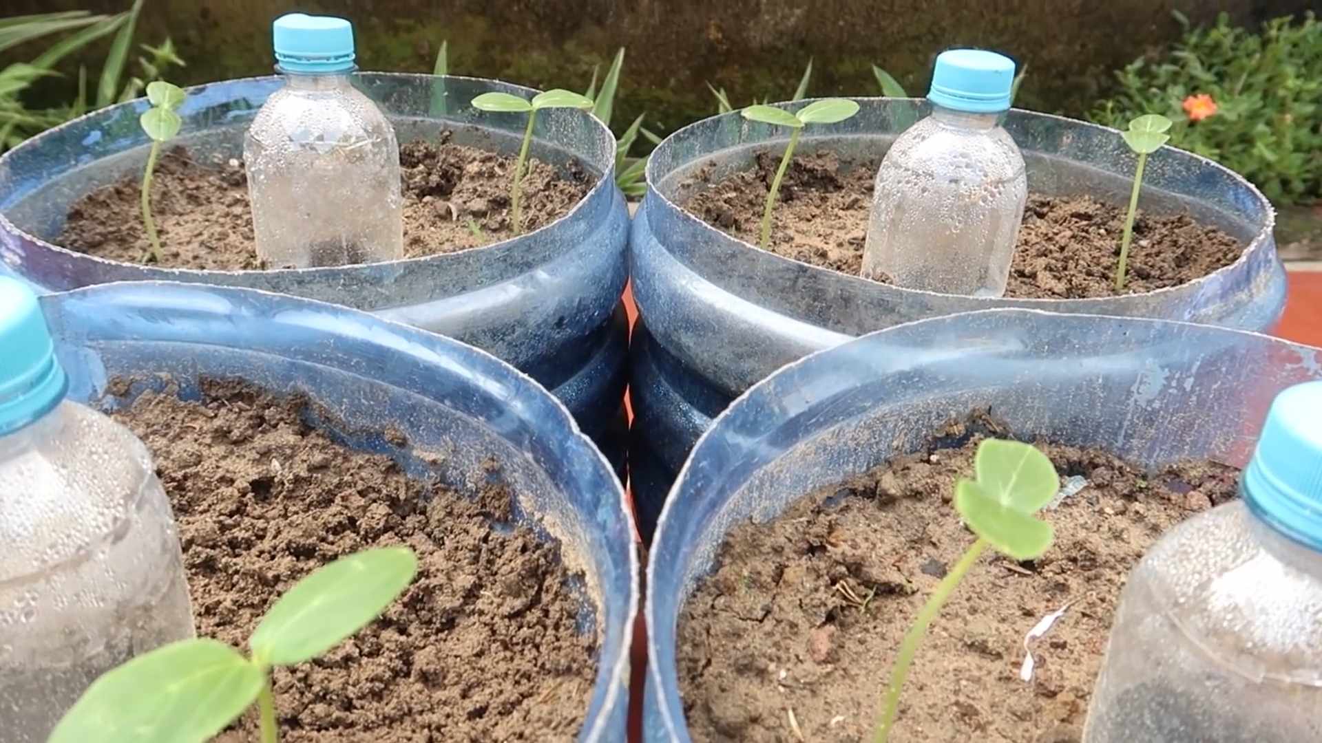 Gurken anbauen für Anfänger
