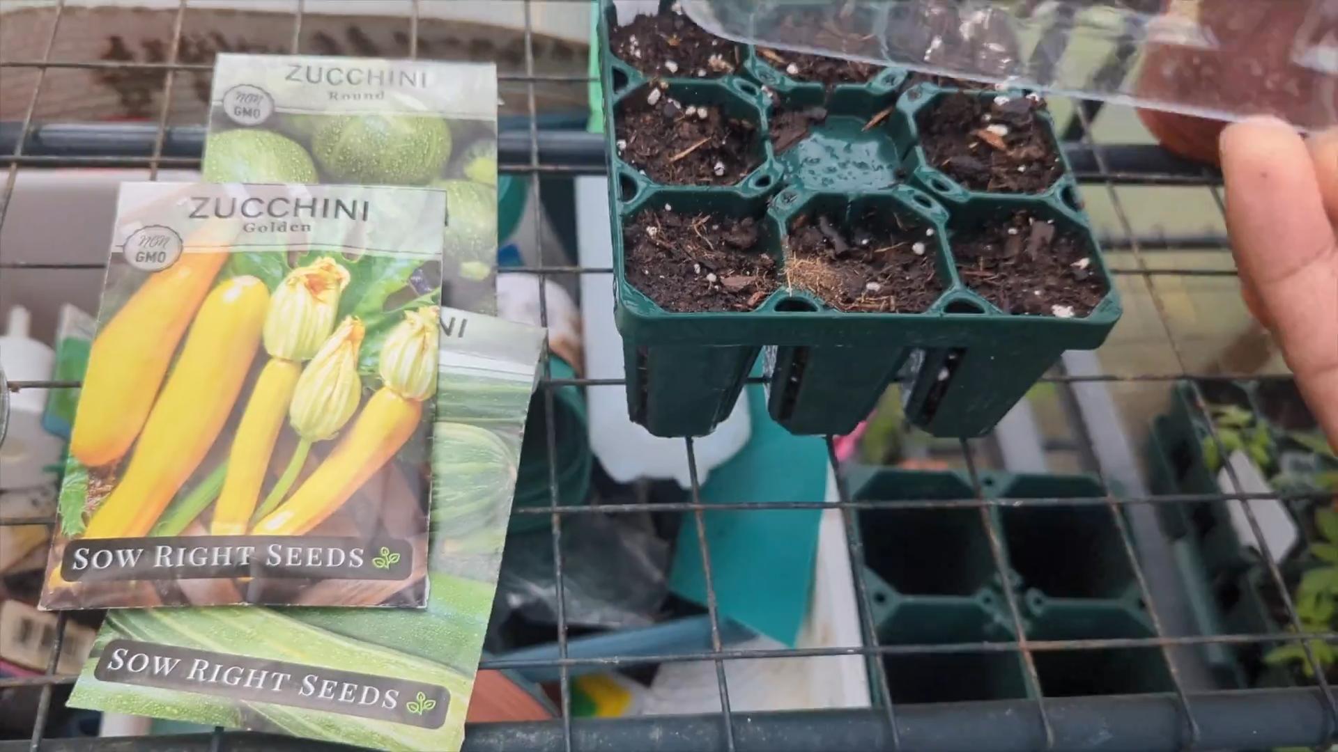 Zucchini im Topf anbauen