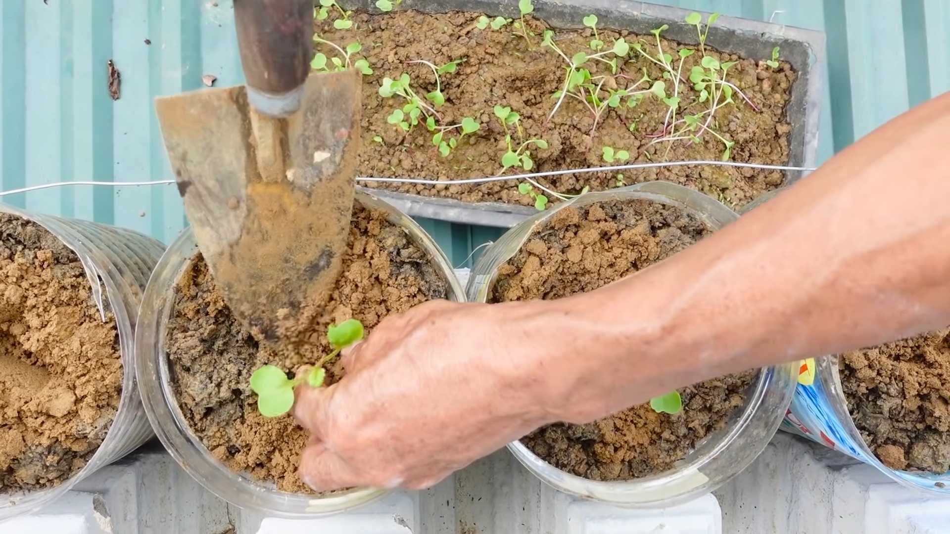 Brokkoli im Garten anpflanzen