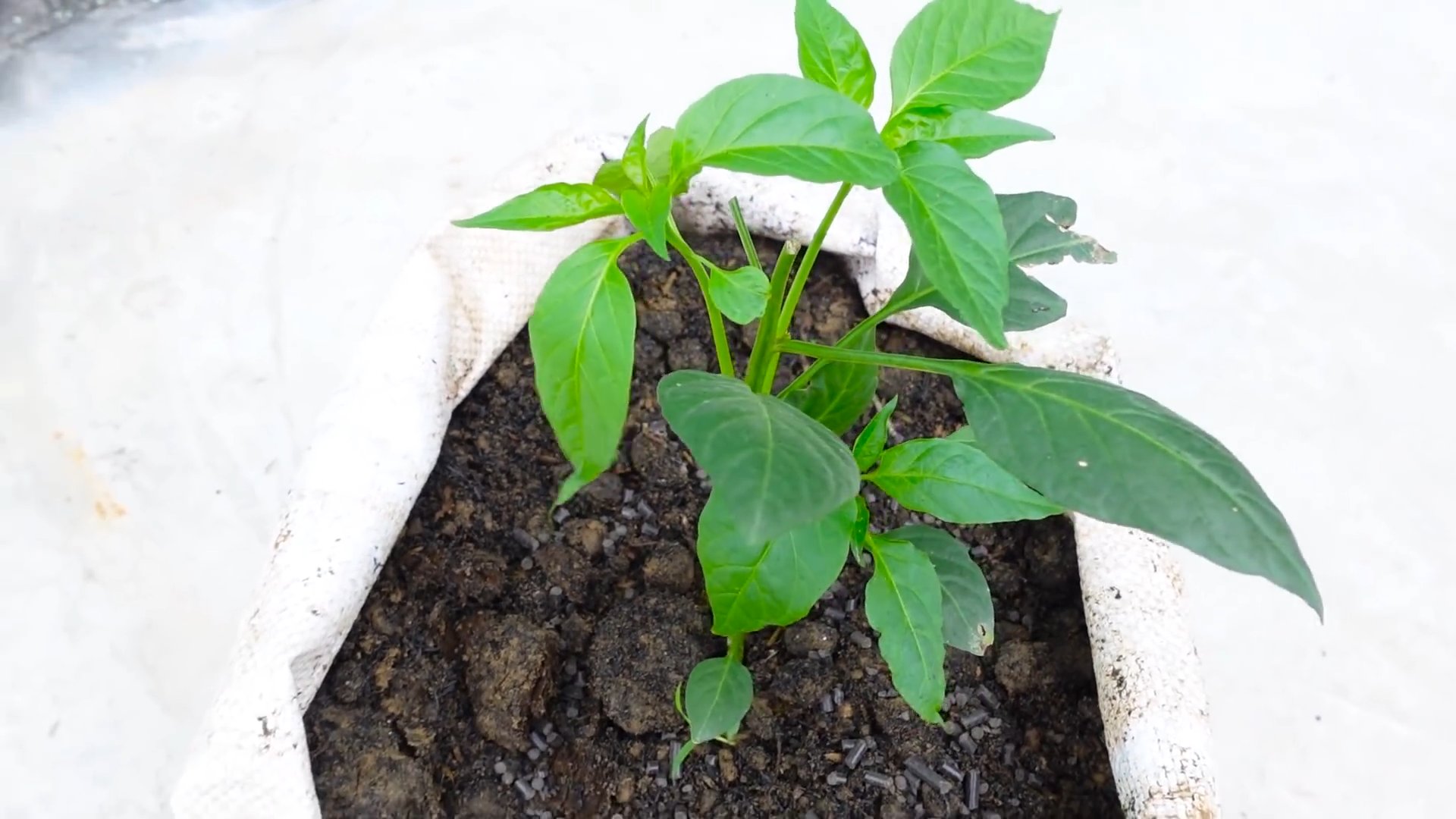 Chili Ernte steigern