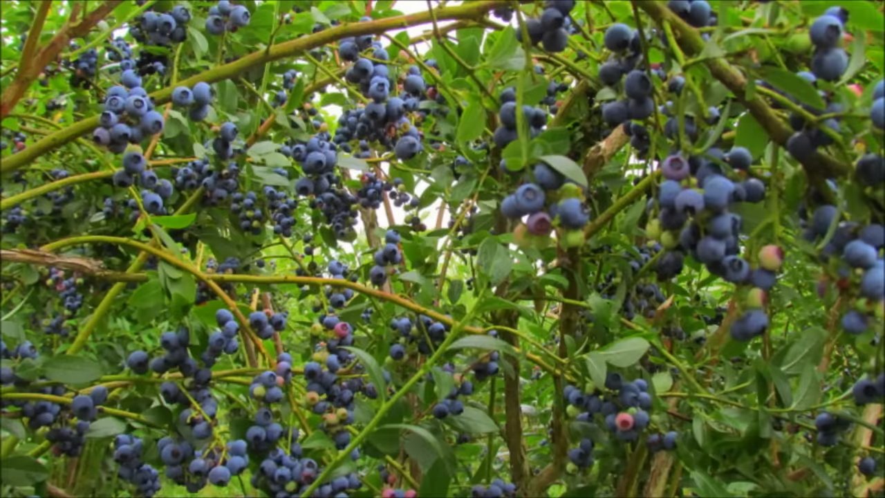 Blaubeeren Anbauen Tipps