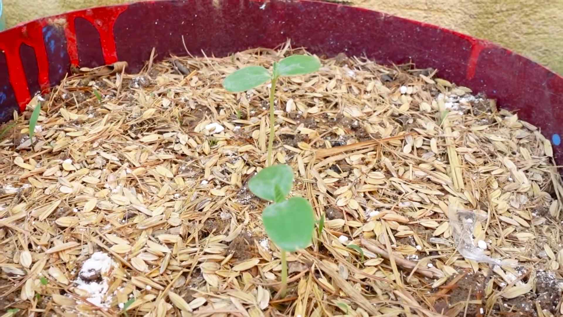 Honigmelone selber anbauen