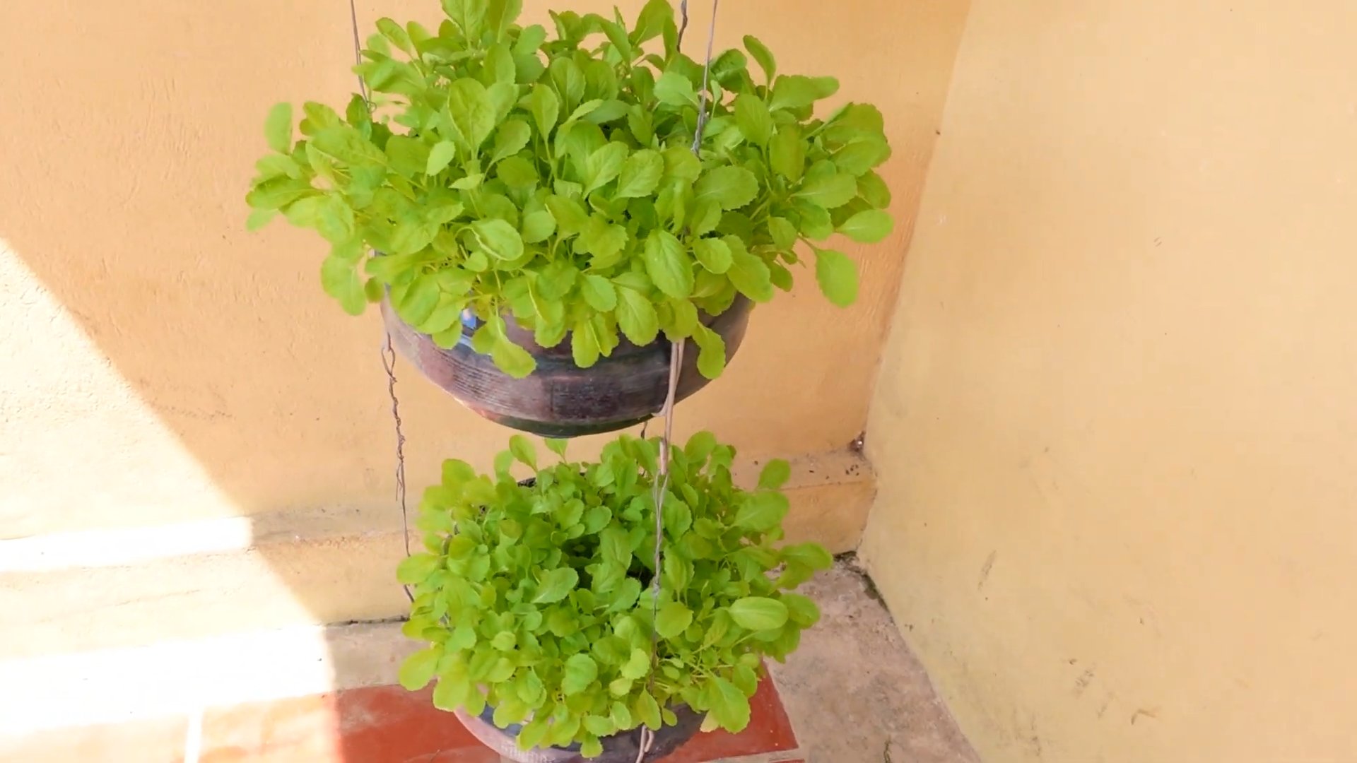 Amaranth Anbau Anleitung