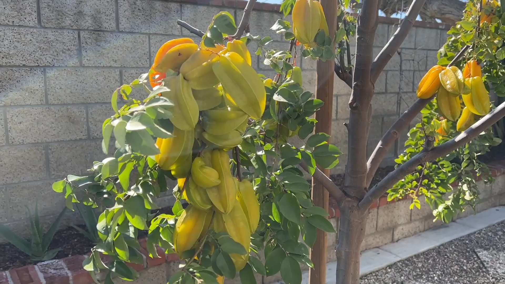 Sternfrucht pflanzen und pflegen