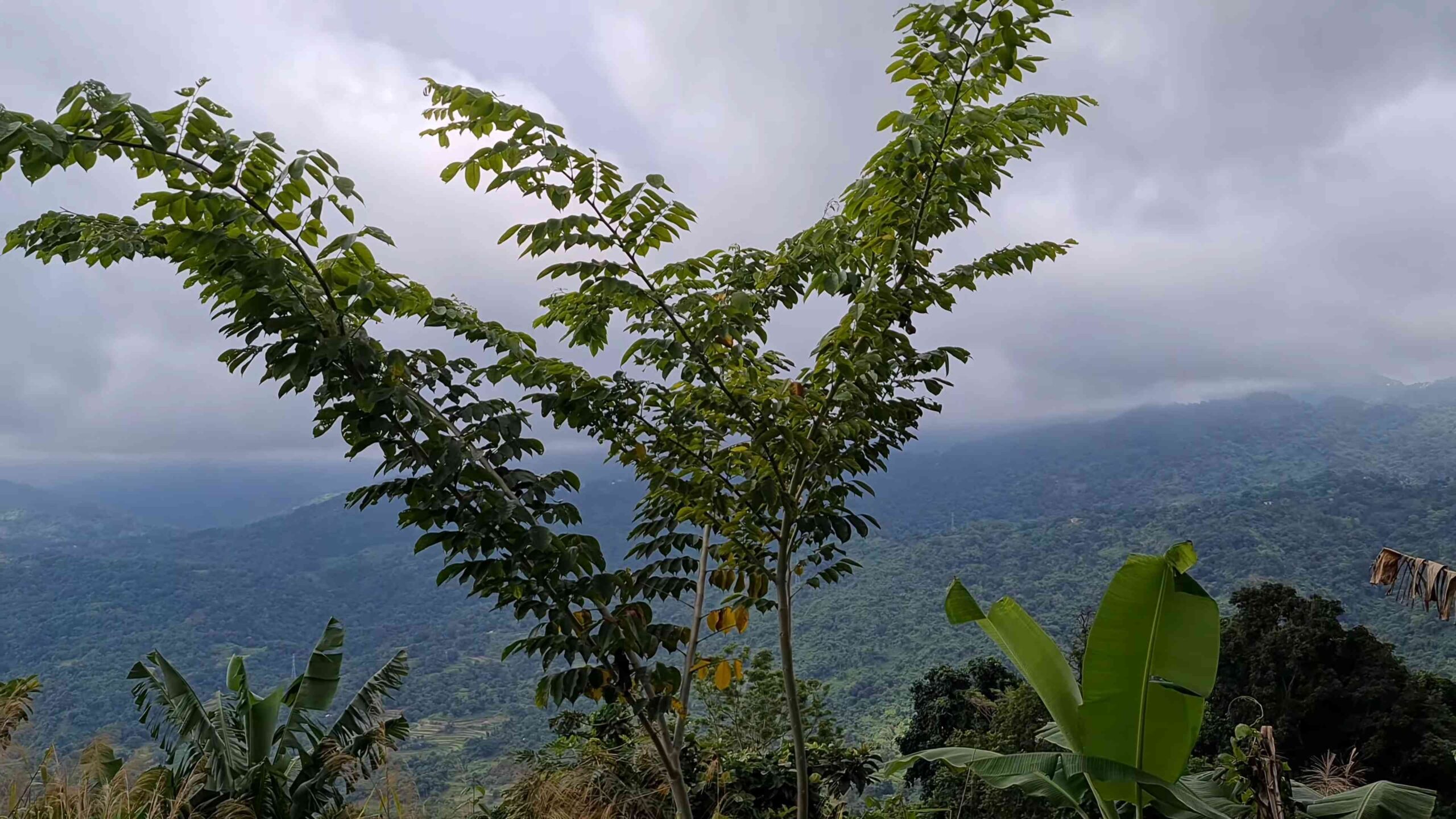 Narra Baum selber ziehen