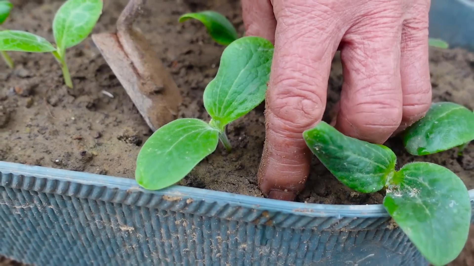 Zucchini Anbau Anleitung