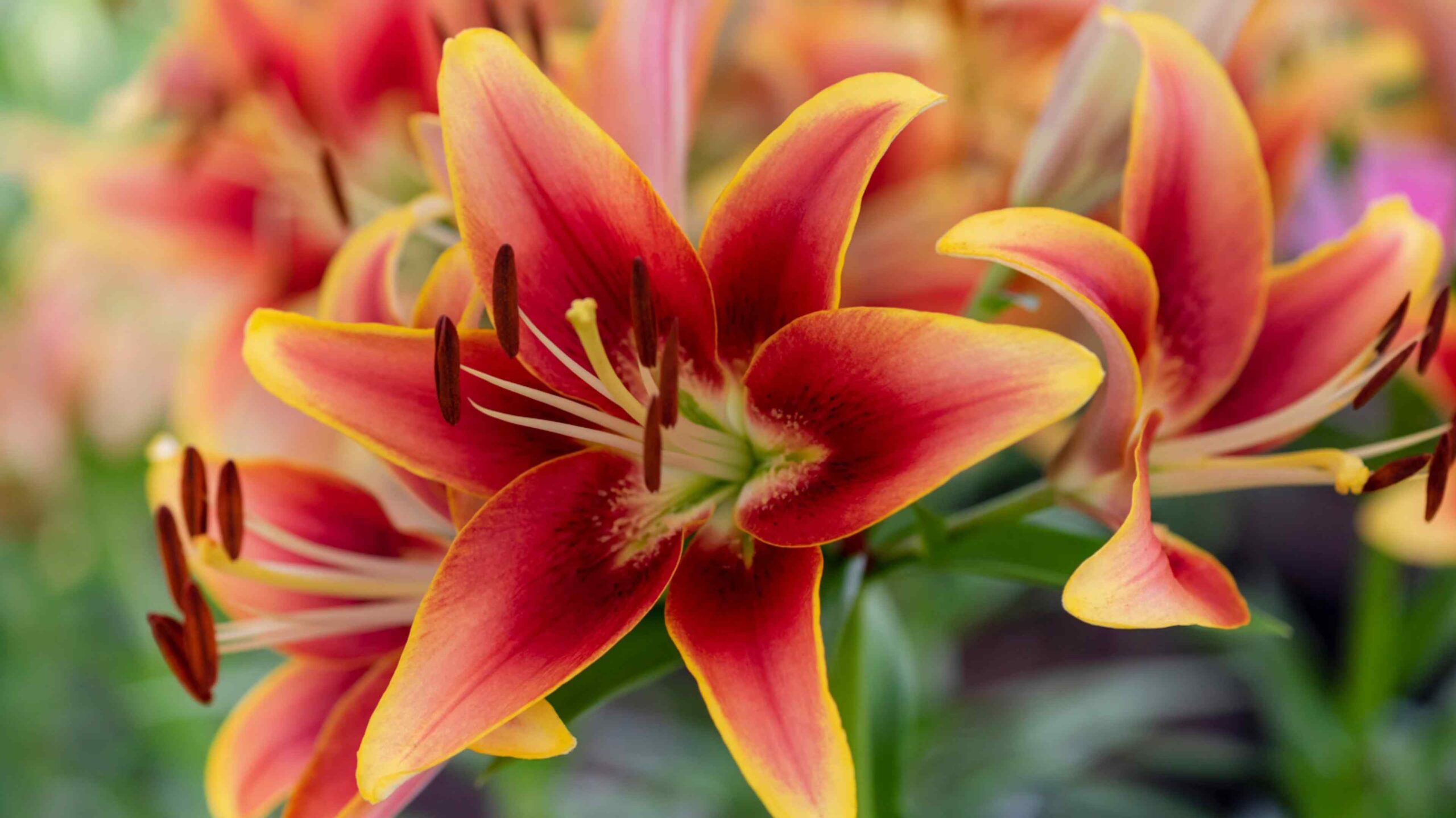 Lilien richtig anpflanzen