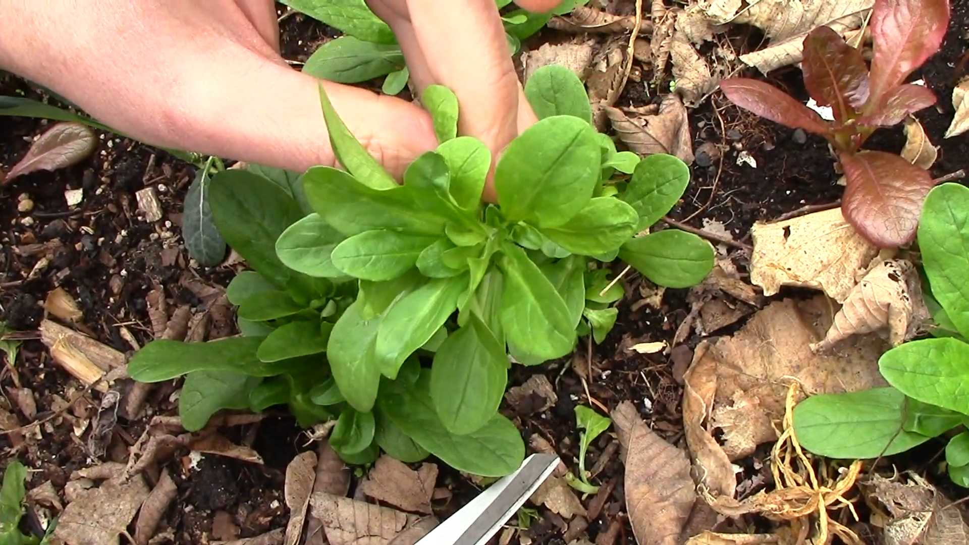 Feldsalat anbauen DIY