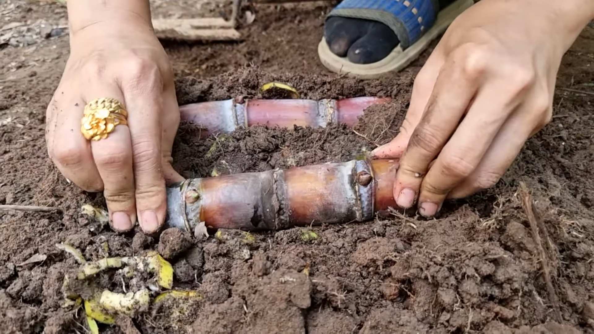 Zuckerrohr pflanzen leicht gemacht