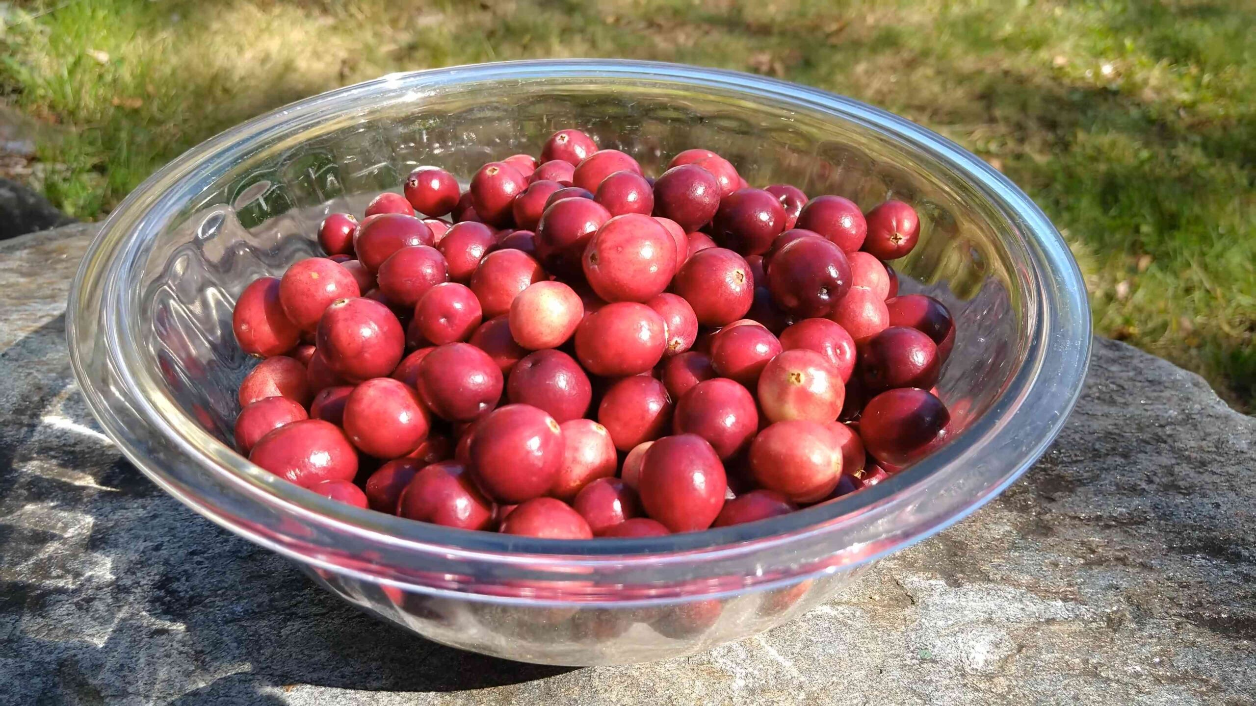 Cranberries Anbauen Einfache Anleitung