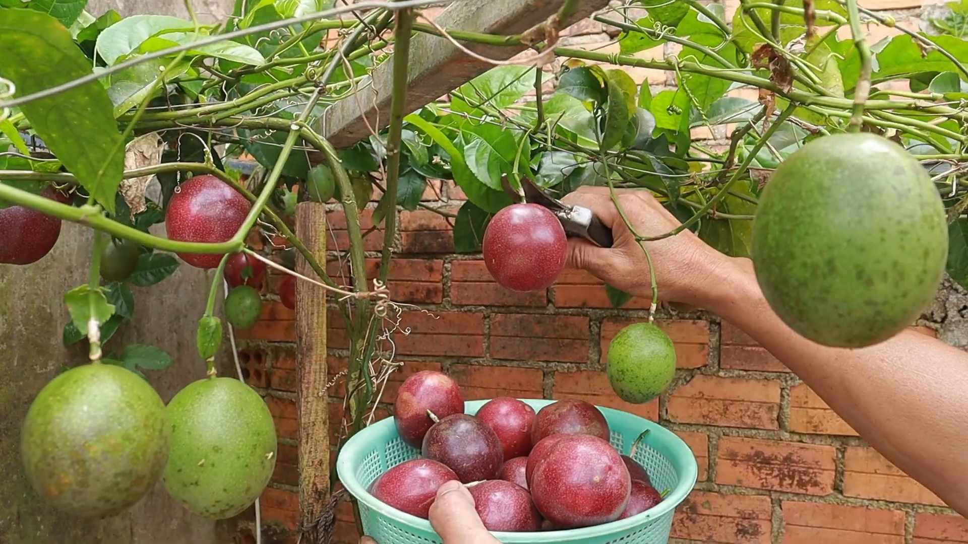 Passionsfrucht anpflanzen für Anfänger