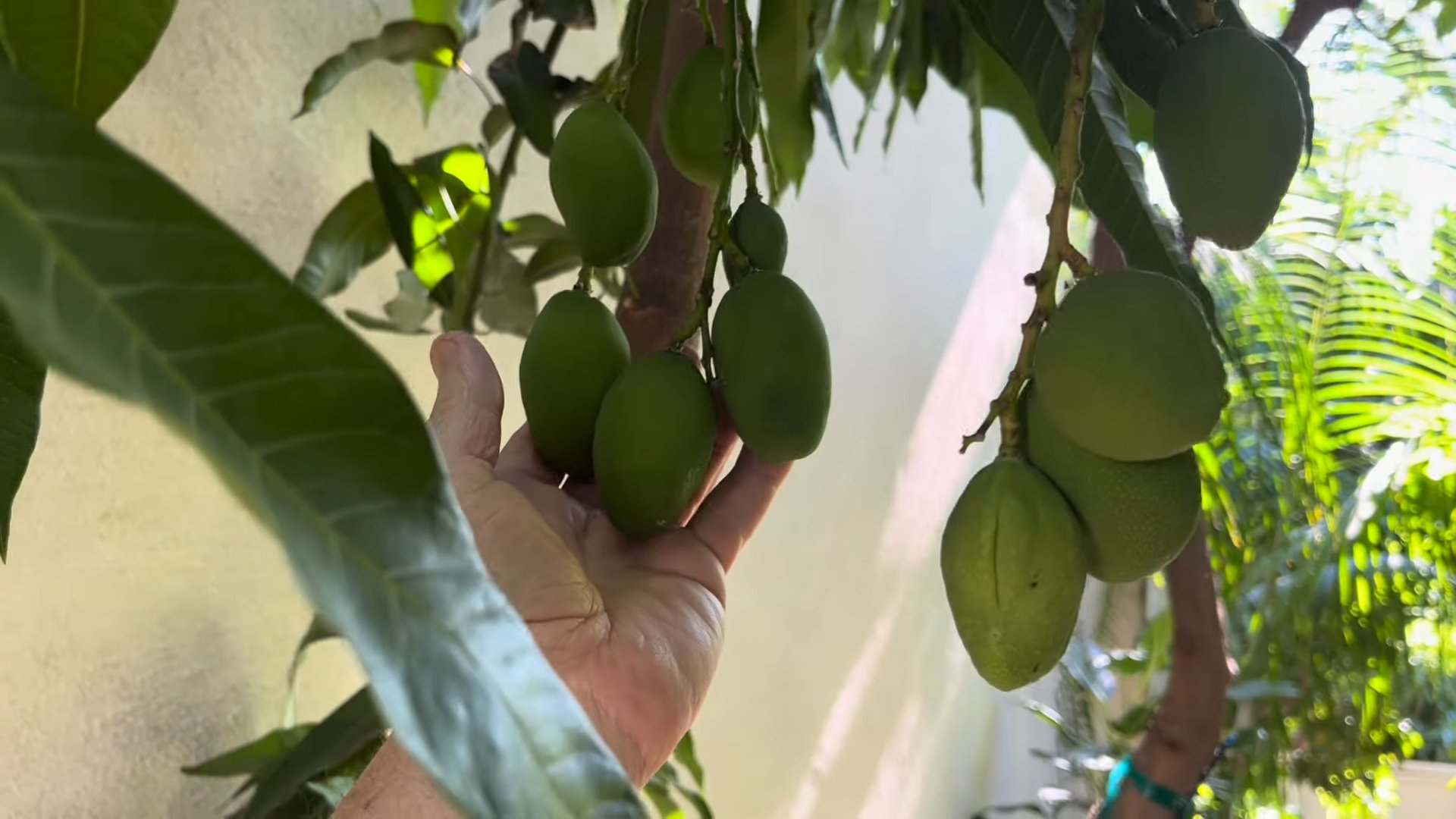 Mango Baum Anbau Garten