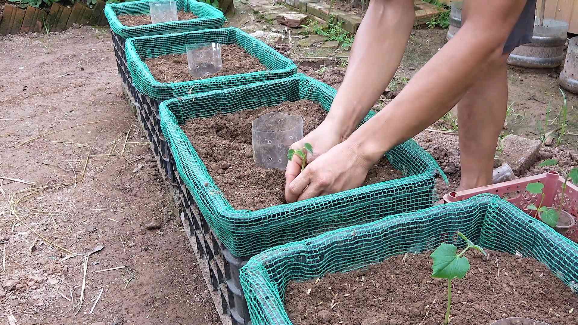 Schlangenkürbis Anbau im Garten